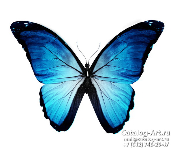  Butterflies 105